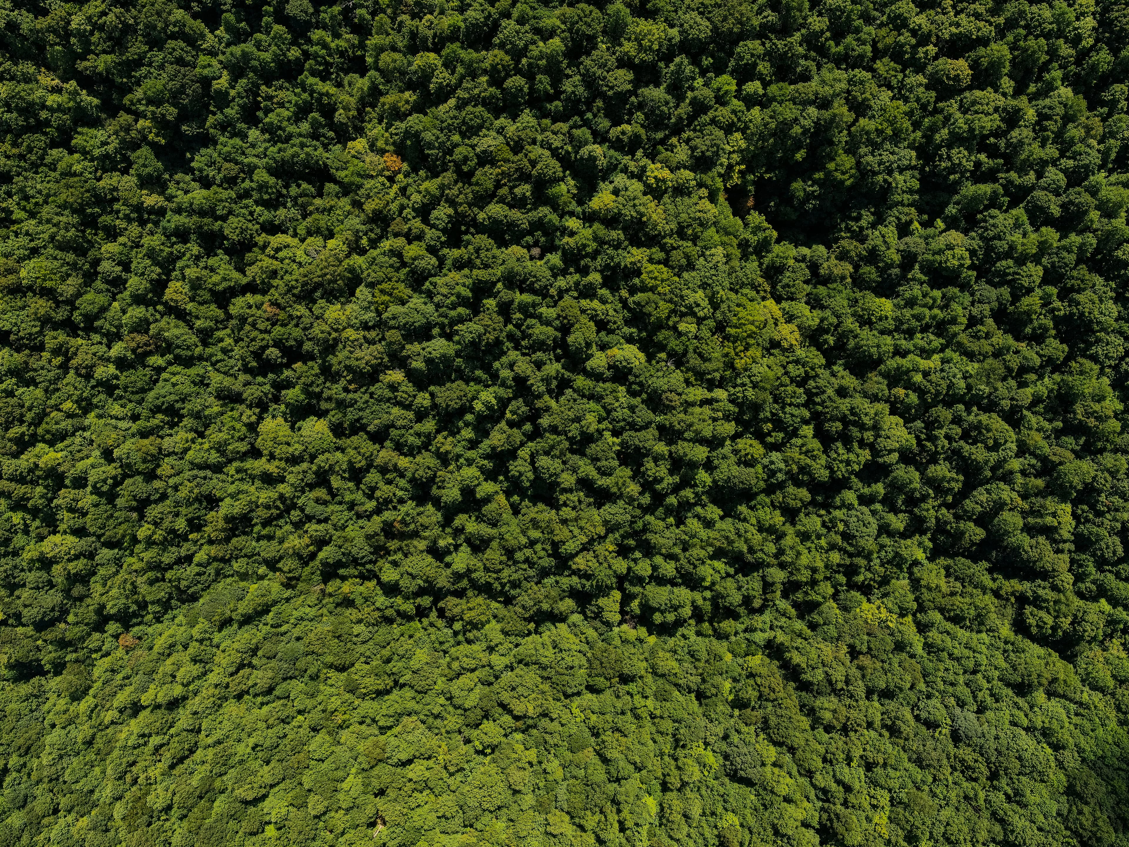 Aerial view of lush green forest canopy
